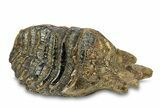 Fossil Woolly Mammoth Lower M Molar - Poland #295845-2